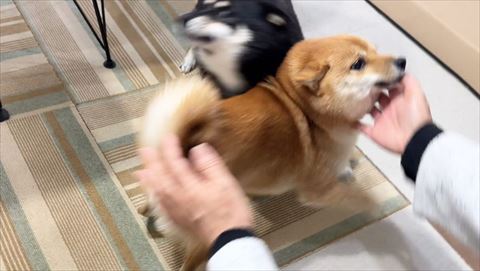 柴犬に両手のばす後ろに黒柴