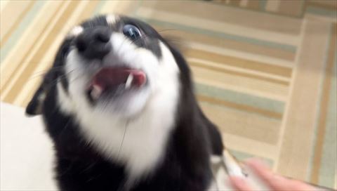 口あけてる黒柴