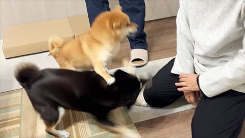 黒柴をおさえつける柴犬