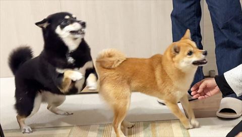 はしゃぐ2匹横から