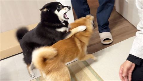 柴犬をおさえこむ黒柴