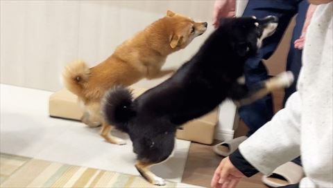 ばびゅーんと飛びそうな2匹