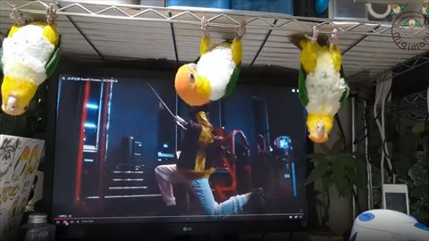 インコが並んだところ