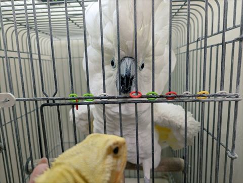 トカゲでオウム