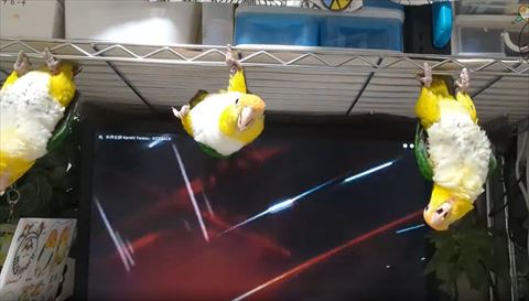 テレビ上からカメラ目線2羽