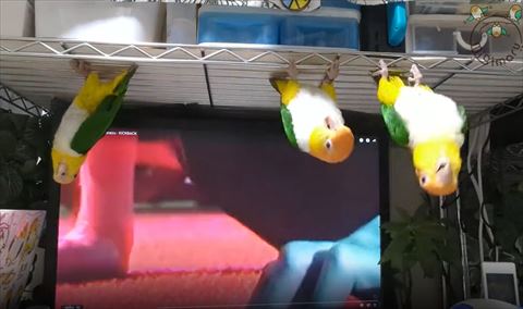 画面右側に大きいカメさん2匹