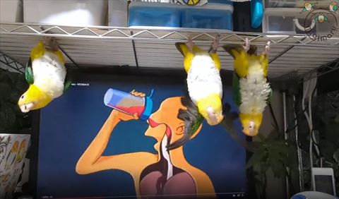 テレビ人体模型