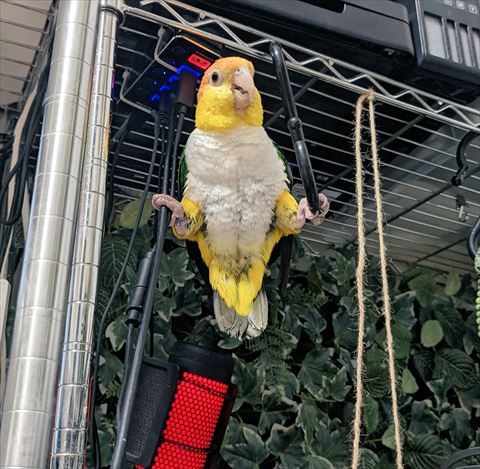 つるしに足でつかまってるインコ