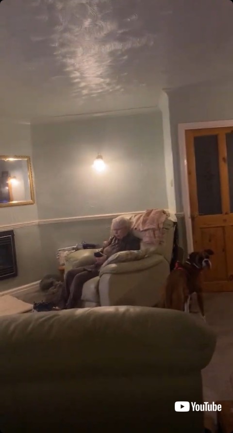 窓の外に気付く犬