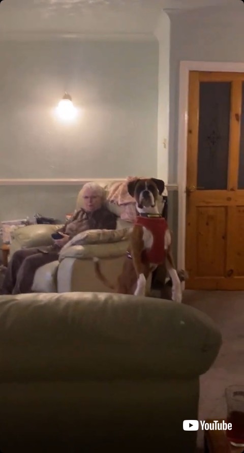 2本歩行をする犬