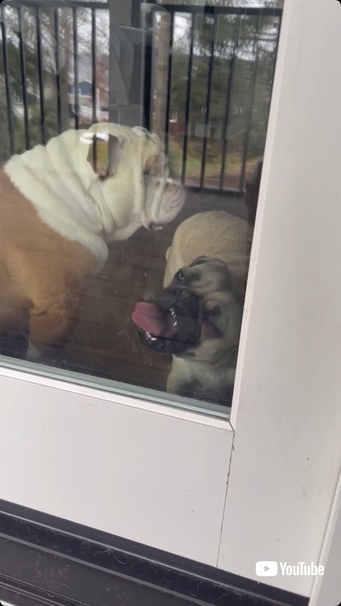 ガラスをなめる犬