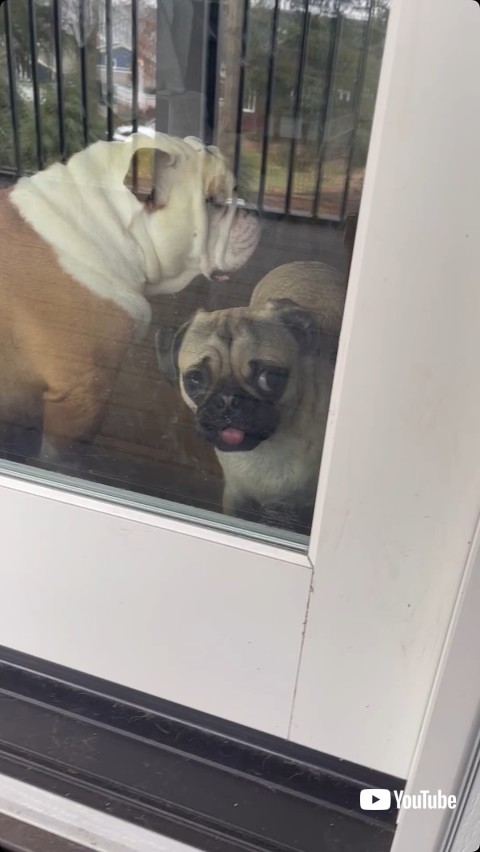 ガラスを食べようとする犬