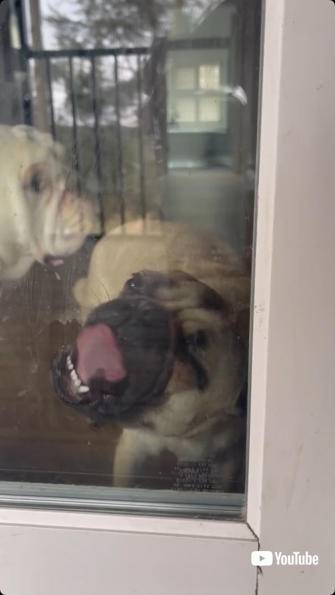 撮影者を見ながらガラスをなめる犬