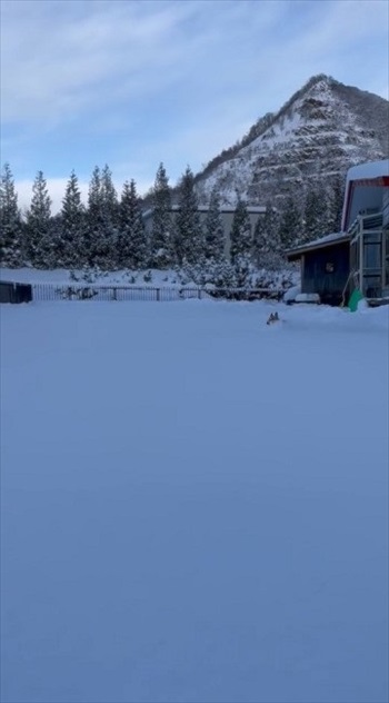 コーギーラッセル車出動