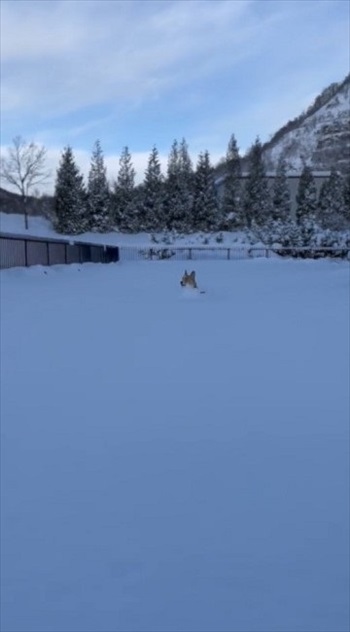 コーギーラッセル車出動