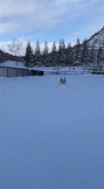 コーギーラッセル車出動