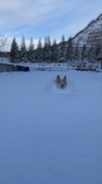 コーギーラッセル車出動