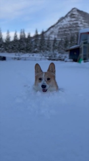 コーギーラッセル車出動
