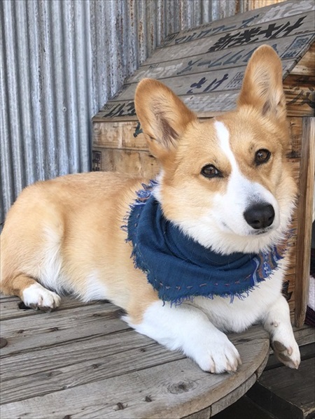 コーギーラッセル車出動