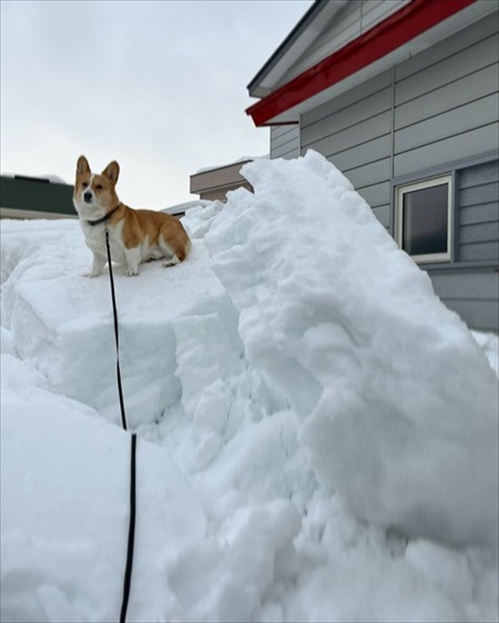 コーギーラッセル車出動