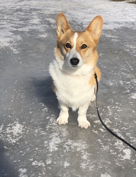 コーギーラッセル車出動