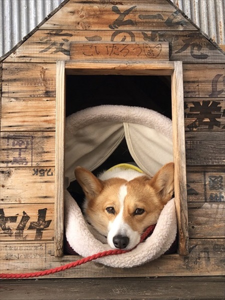 コーギーラッセル車出動