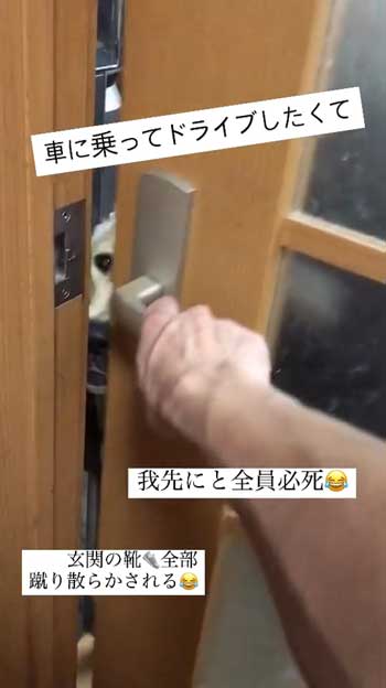 ドアから出ようとする大型犬たち