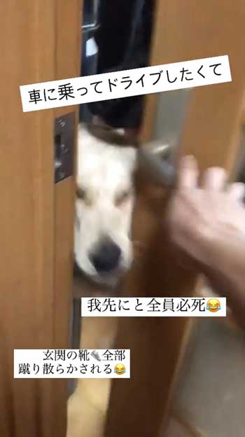 ドアから出ようとする大型犬たち