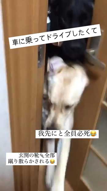 ドアから出ようとする大型犬たち