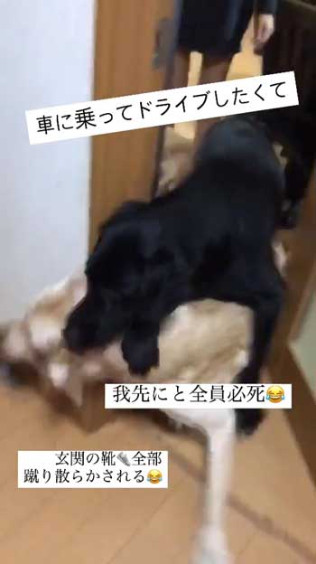 ドアから出ようとする大型犬たち