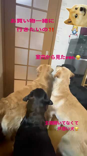 ドアから出ようとする大型犬たち