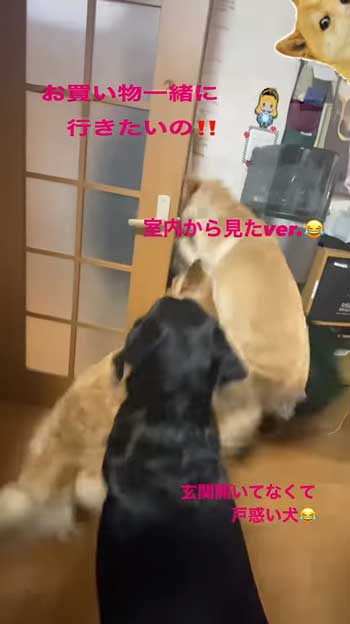 ドアから出ようとする大型犬たち