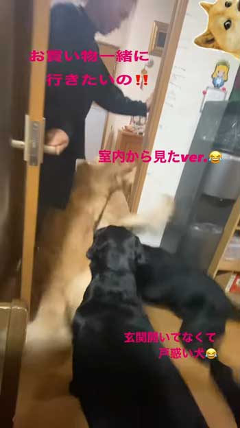 ドアから出ようとする大型犬たち