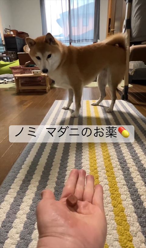 手のひらの薬見てるワンコ