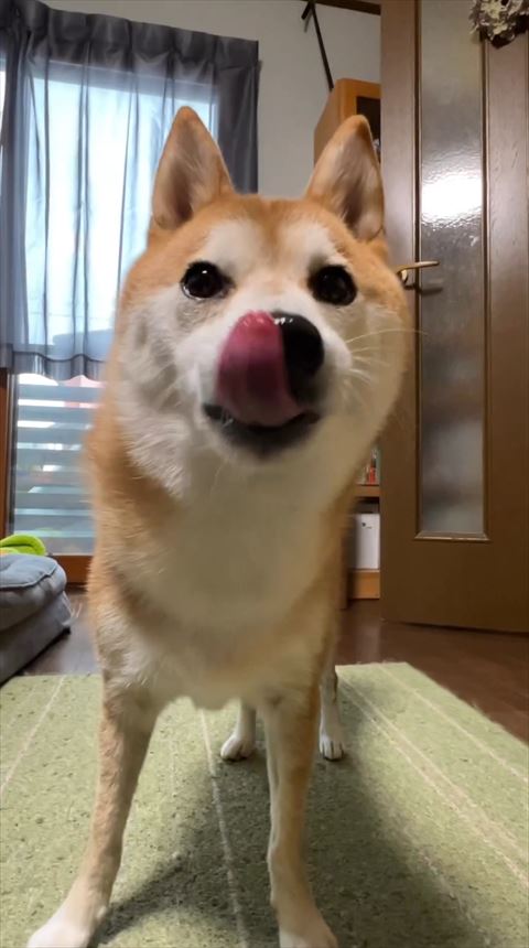 舌だしてるワンコ