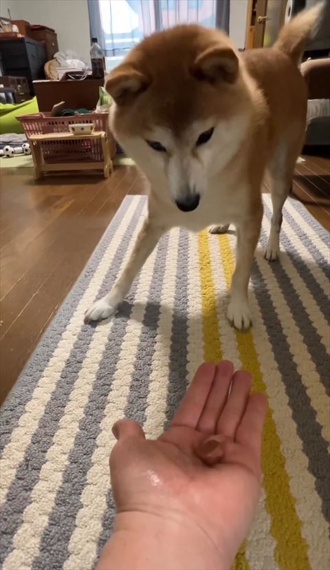 けげんそうな顔で手のひらを見るワンコ
