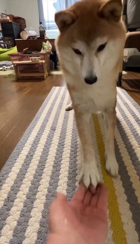 飼い主の手のひらに前足