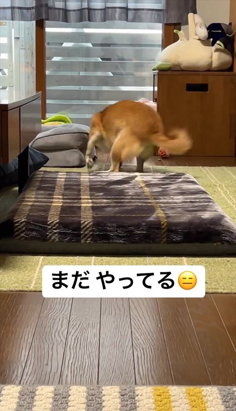 窓際で左前足うかしてるワンコ