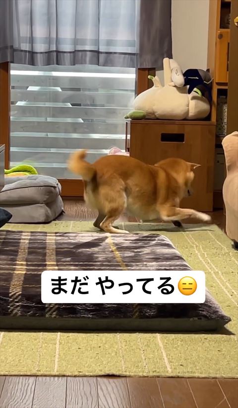 部屋の奥で右前足浮かしてる