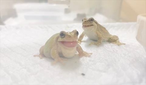 並ぶカエルさん正面