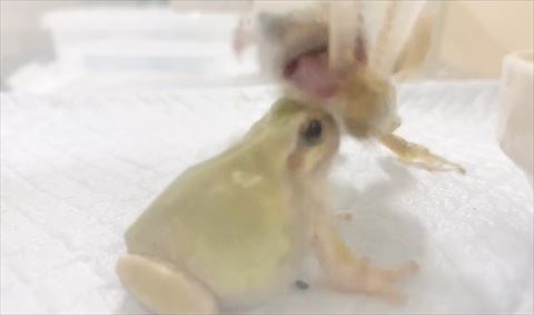 後ろのカエル大きな口