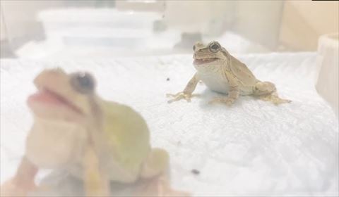 手前で上を見上げるカエル
