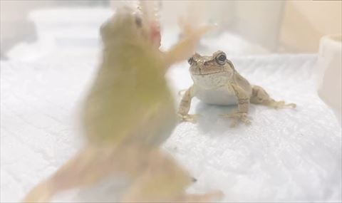 両前足伸ばしてとびつくカエル