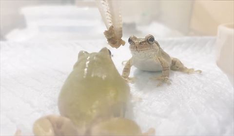 ごはんを前後で見つめるカエルたち