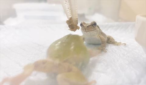 スライディングするカエル