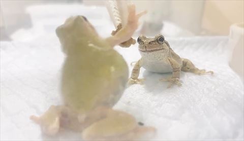 後ろにのけぞるカエル