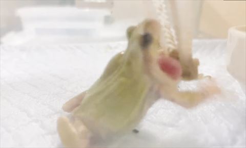 大きな口をあけてるカエル