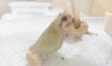 ピンセットにしがみつくカエル