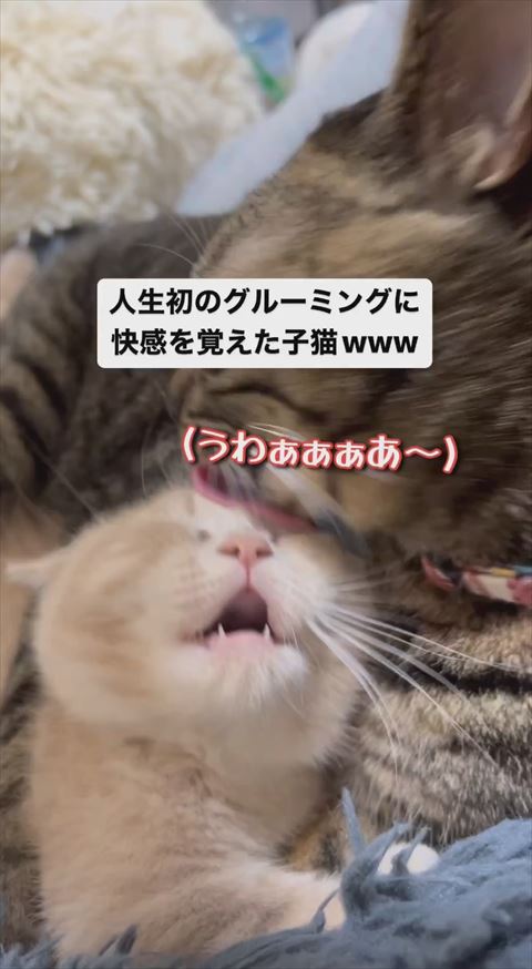 子猫上向いてうわぁあ