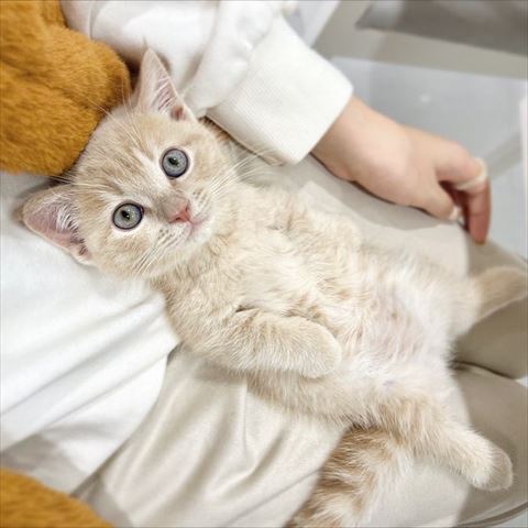 ヒザの上にいる子猫